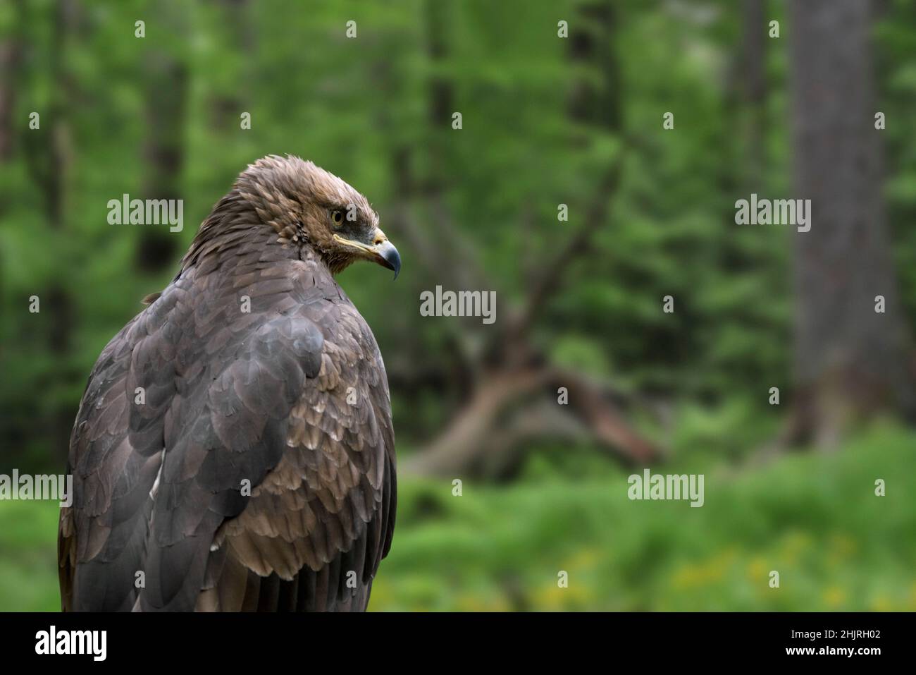 Lesser spotted eagle (Clanga pomarina) close-up portrait in forest Stock Photo