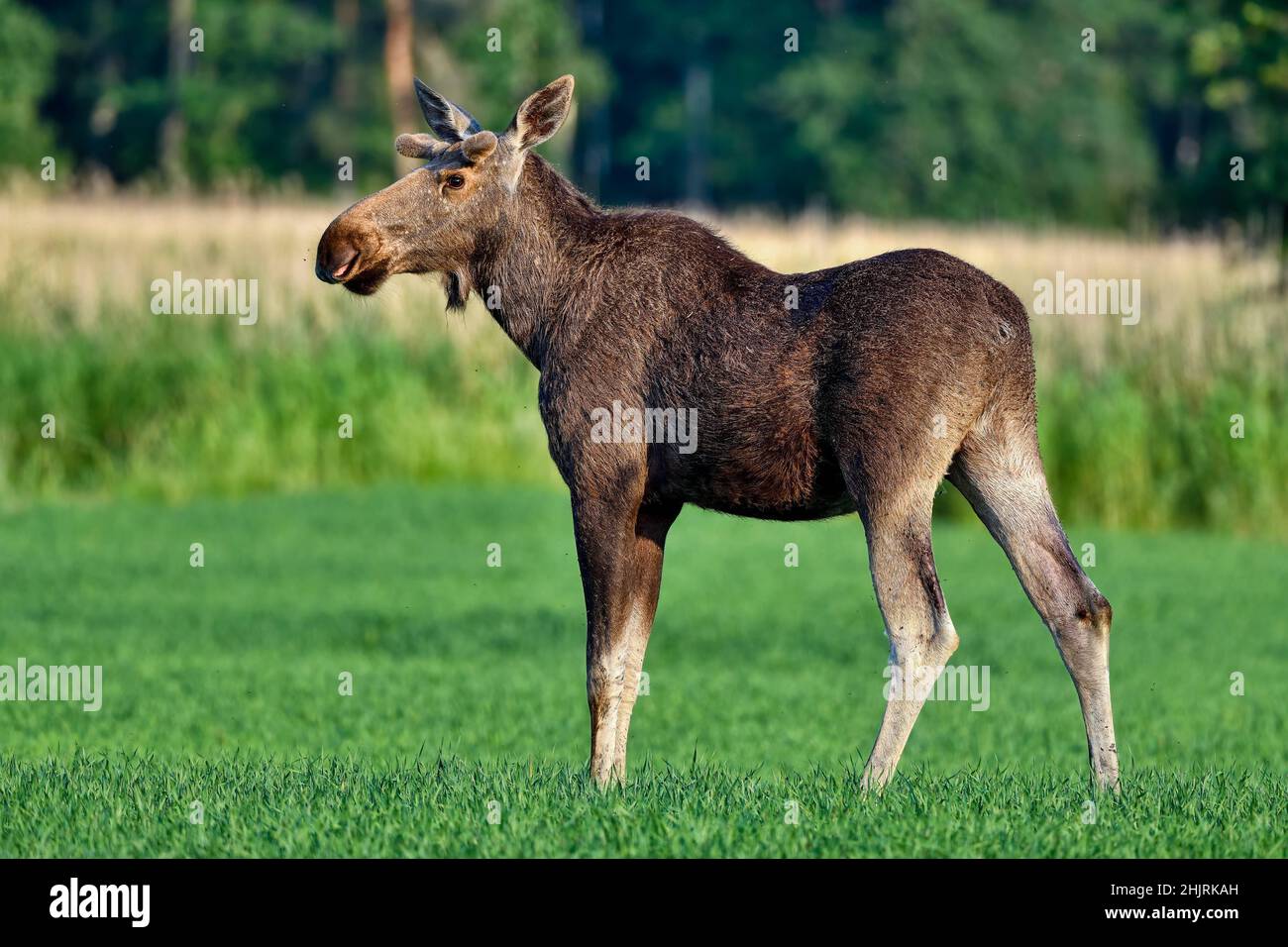 Close up moose nose hires stock photography and images Alamy