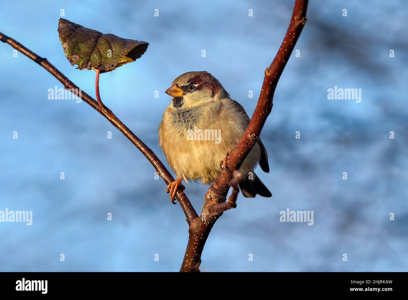 Eurasian tree sparrow Stock Photo