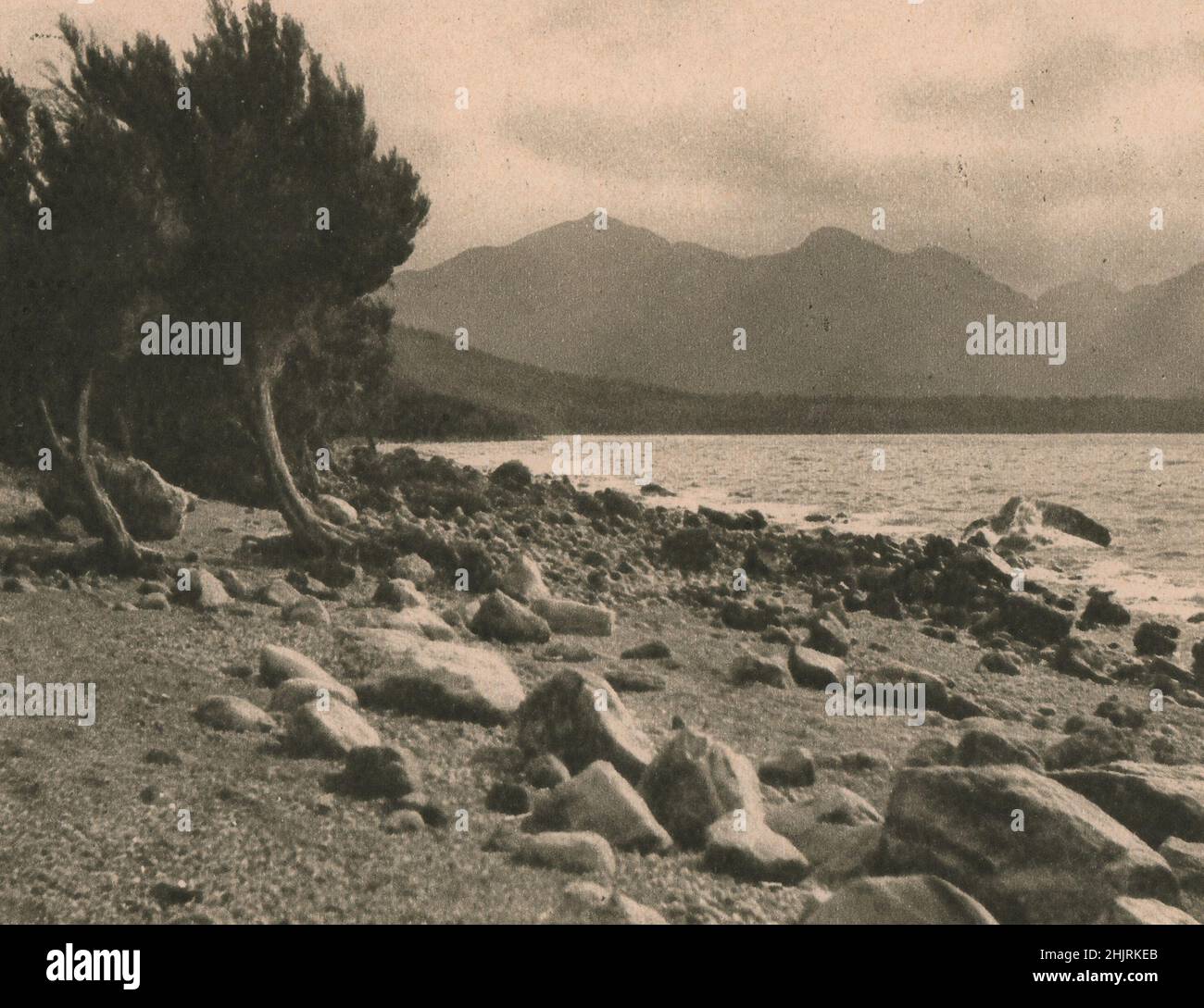 On the rock-scattered beaches of Lake Manapouri the tamarisks have been bent by the storms of the years. New Zealand (1923) Stock Photo