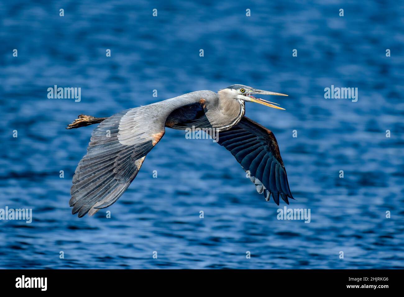 Great blue heron in flight Stock Photo