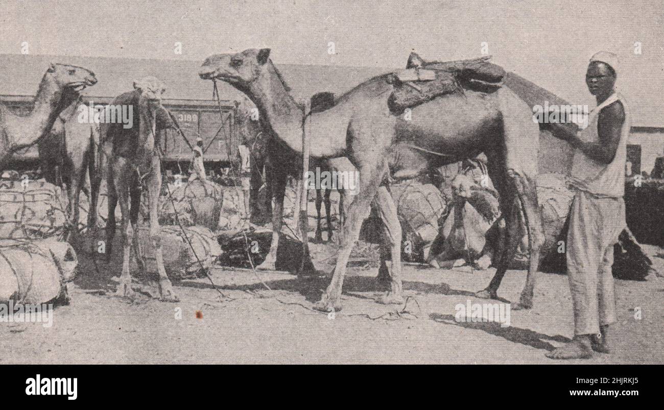 Camel caravan being loaded for Katsina at Kano. Nigeria (1923) Stock Photo
