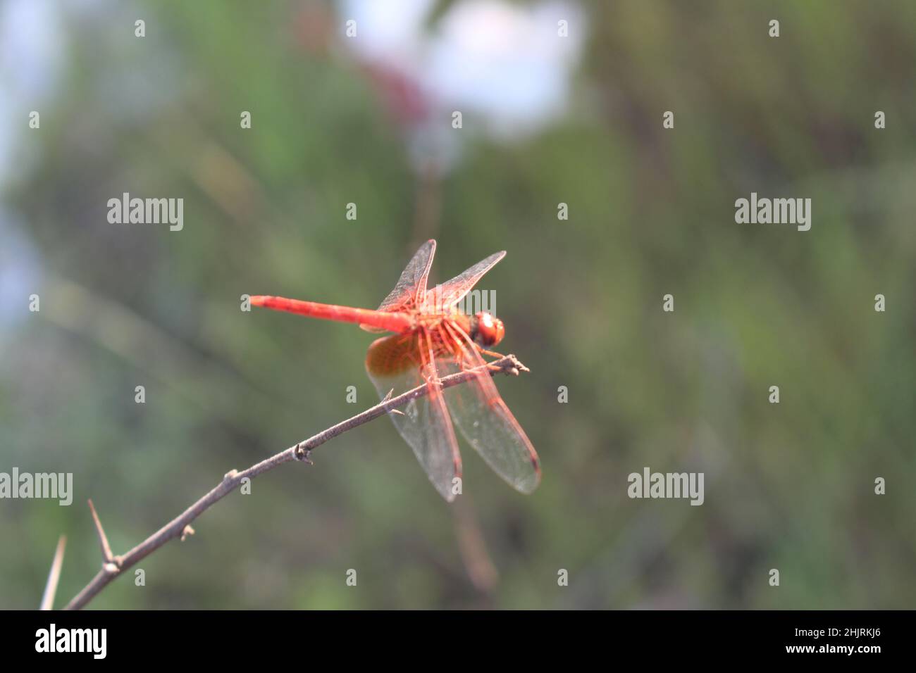 Selective of a dragonfly on a branch Stock Photo - Alamy