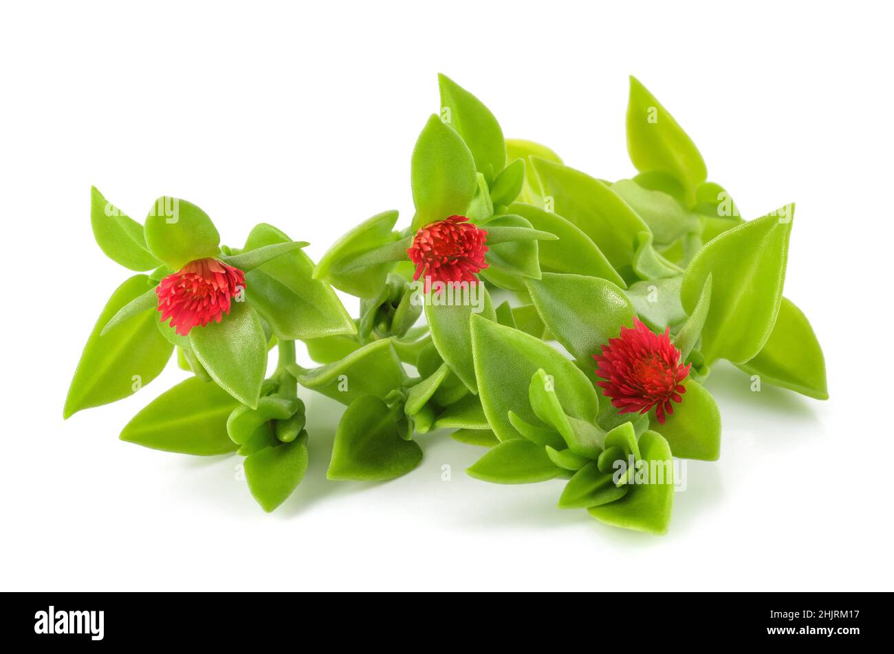 Heartleaf iceplant plant with flowers isolated on white Stock Photo