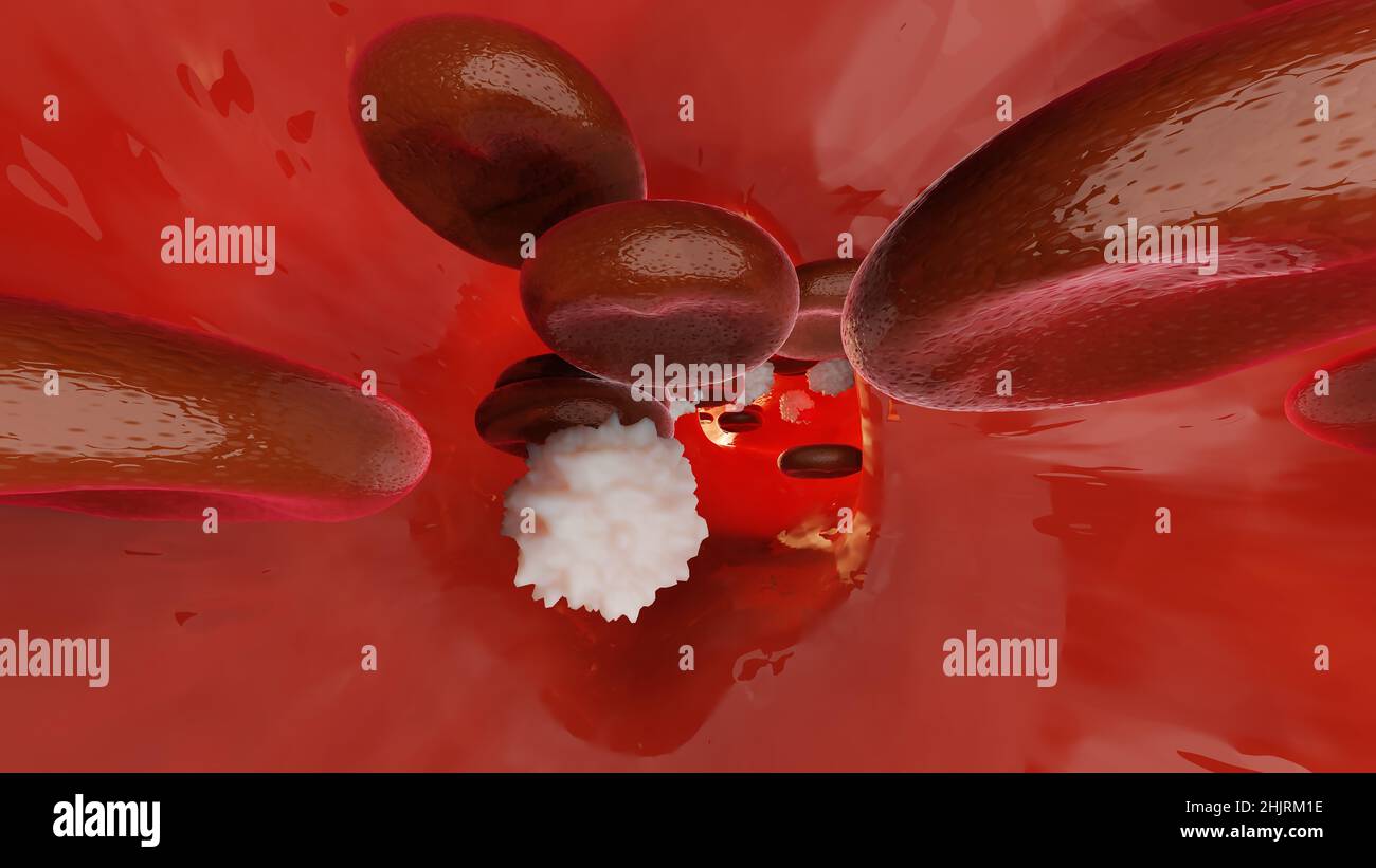 Hemostasis. Red blood cells and platelets in the blood vessel. Basic steps of wound healing process. 3d illustration Stock Photo