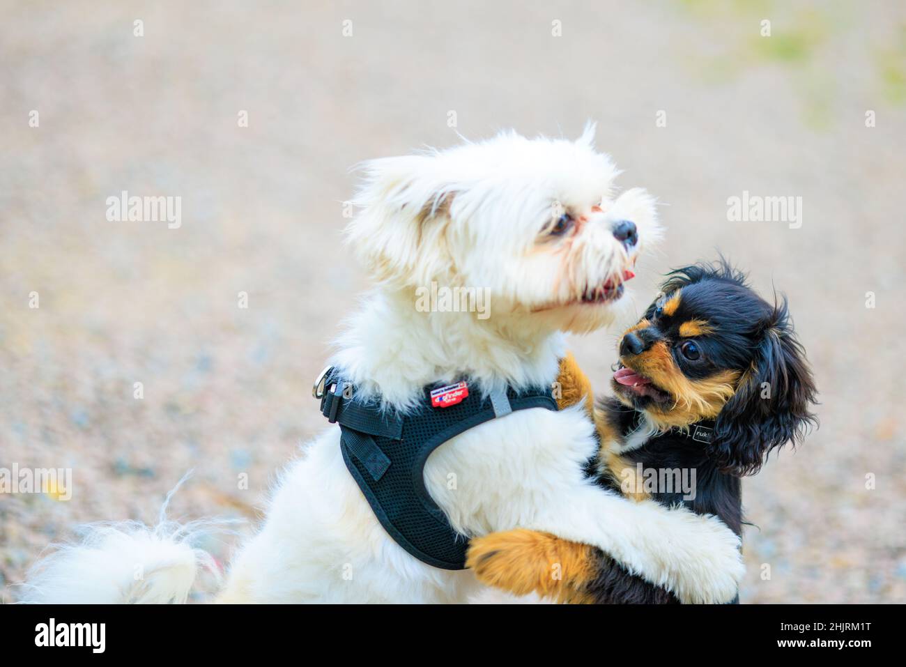 Two young dogs playing in the dog park Stock Photo - Alamy
