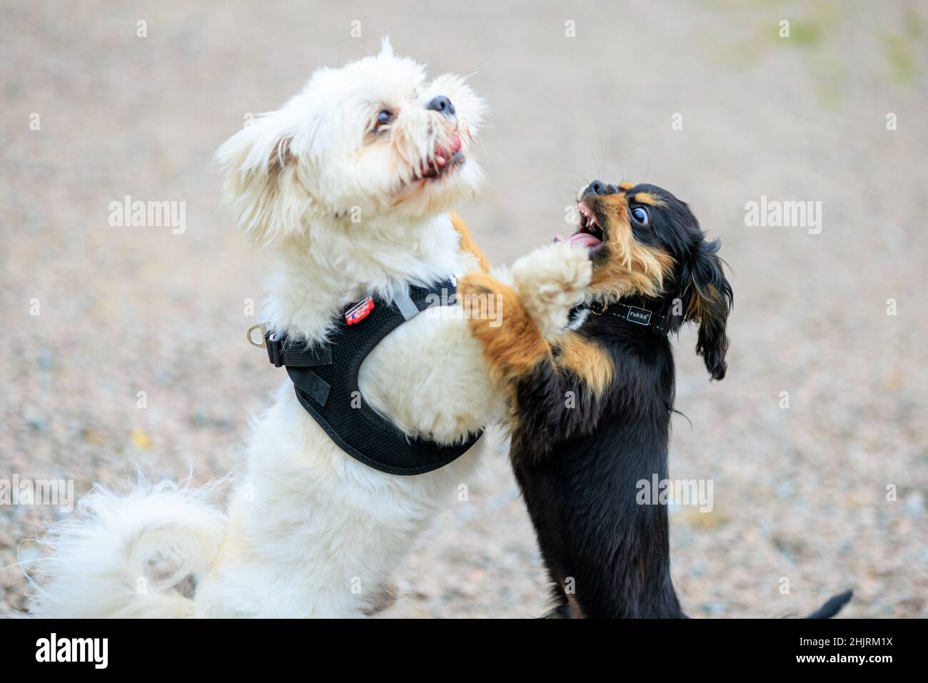 Two young dogs playing in the dog park Stock Photo - Alamy