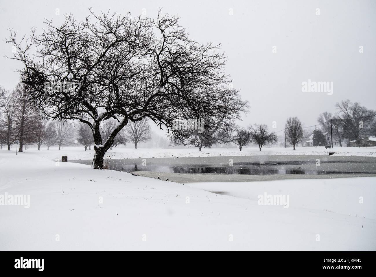 A lonely tree stands on the edge of a pond at the local city park. The ground is covered in snow and the pond has partially frozen over. Stock Photo