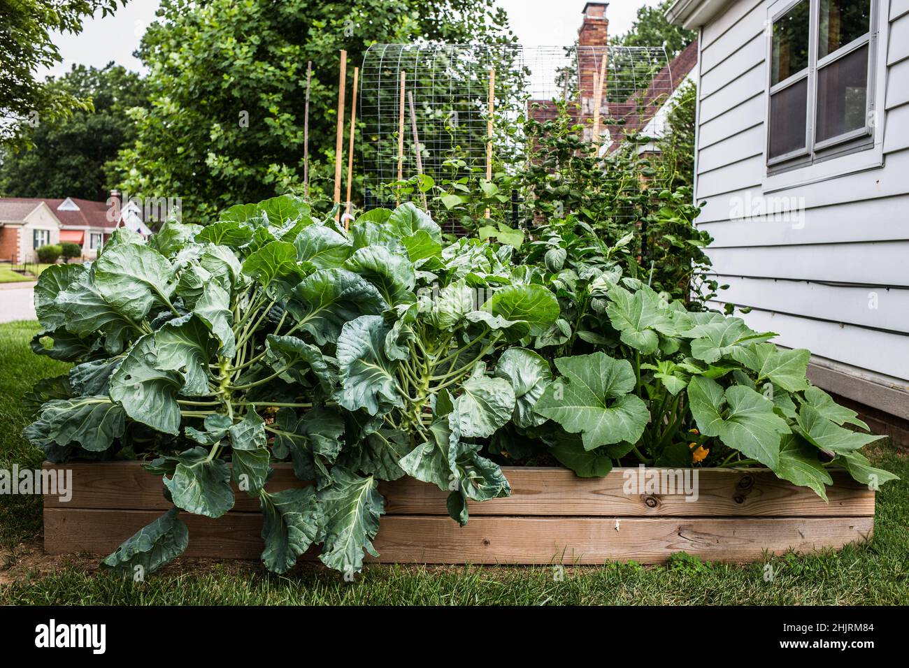 A lovely and growing urban raised bed garden with lots of leafy greens