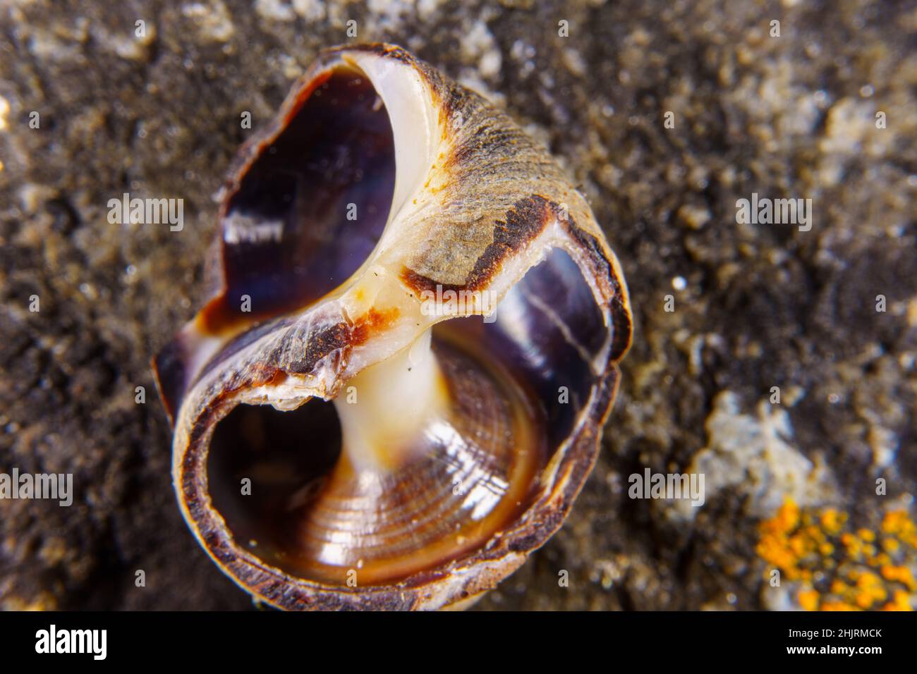 Shell Fish Washed Up Seashell that has washed up on a beach Stock Photo - Alamy