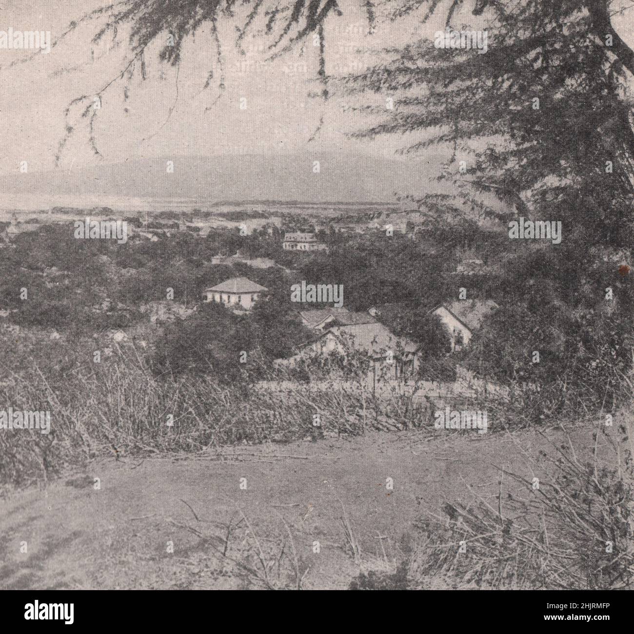 Buildings of Honolulu almost hidden among the trees. Hawaii. North Pacific Islands (1923) Stock Photo