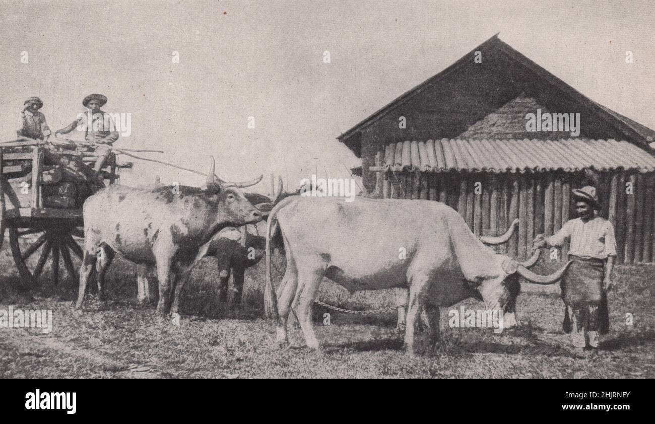 High wooden cart and bullock team: Representatives of the country traffic of Paraguay (1923) Stock Photo
