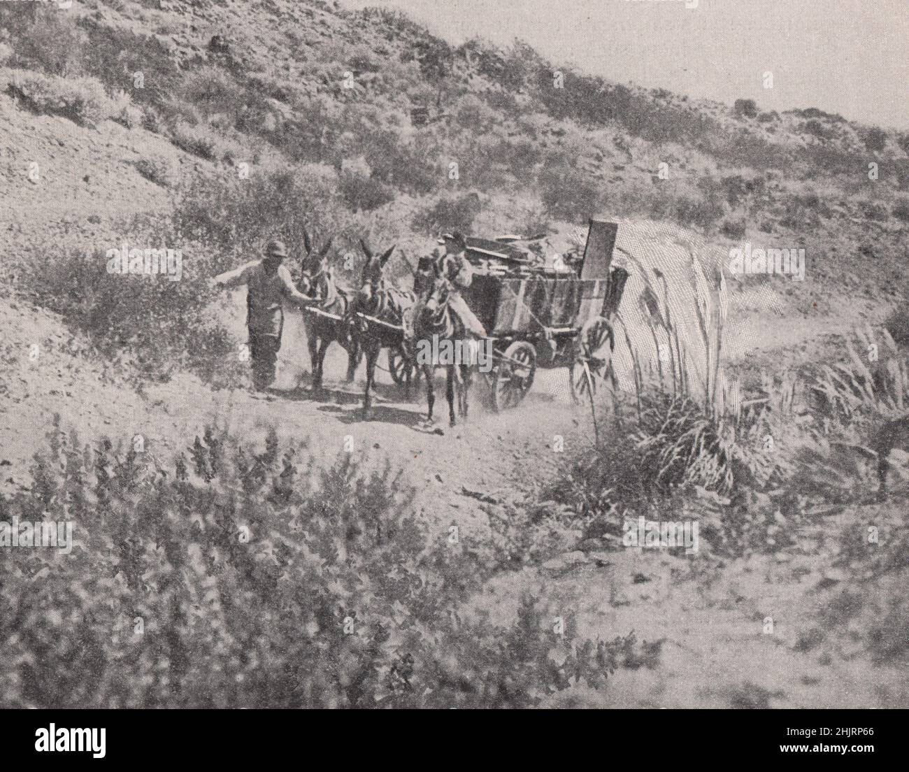 Mule Wagon on a sandy track across the tablelands. South America. Patagonia (1923) Stock Photo