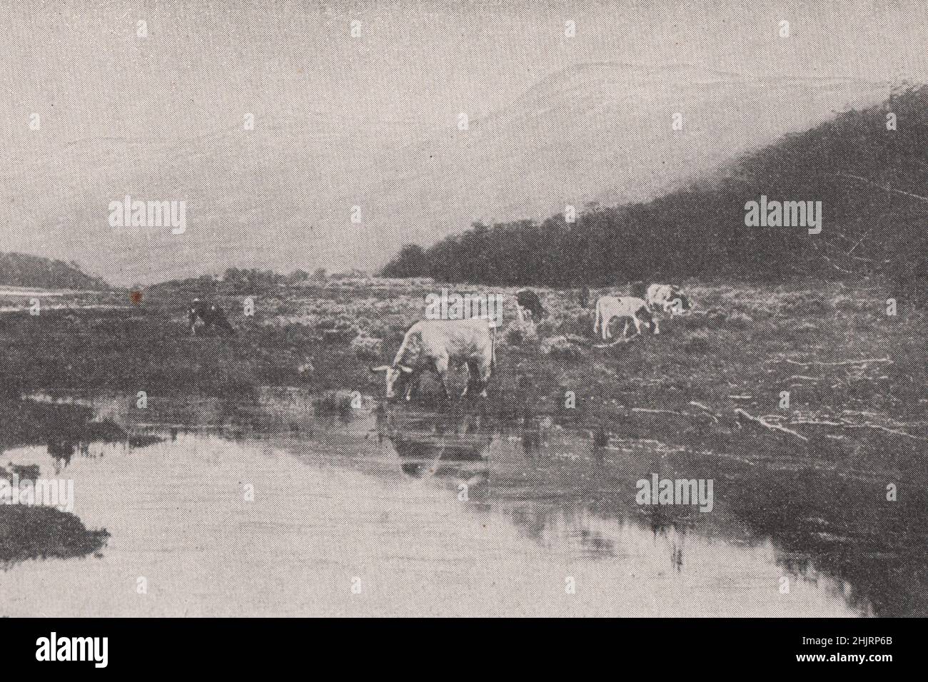 Cattle grazing by the low shores of Beagle Channel. Chile Argentina. Patagonia (1923) Stock Photo