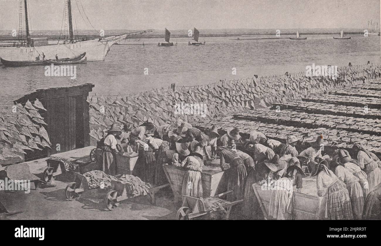 Quantities of codfish, drying in the sun at aveiro by the mouth of the Vouga. Portugal (1923) Stock Photo