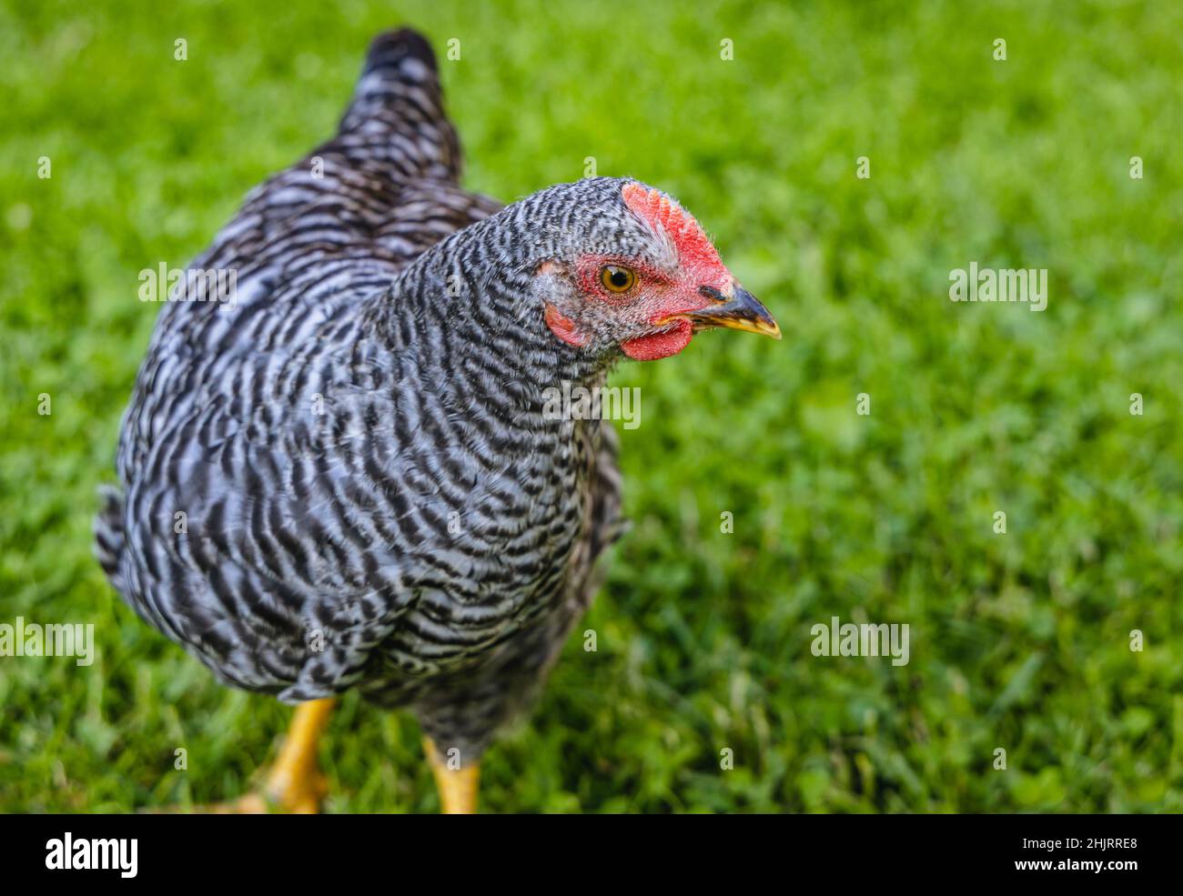 Hen on a free range chicken farm in a small village on Mazovia region in Poland Stock Photo