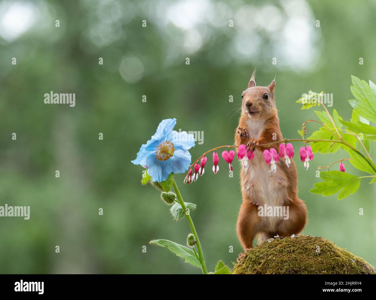 Squirrel with blue papaver flowers hi-res stock photography and images ...