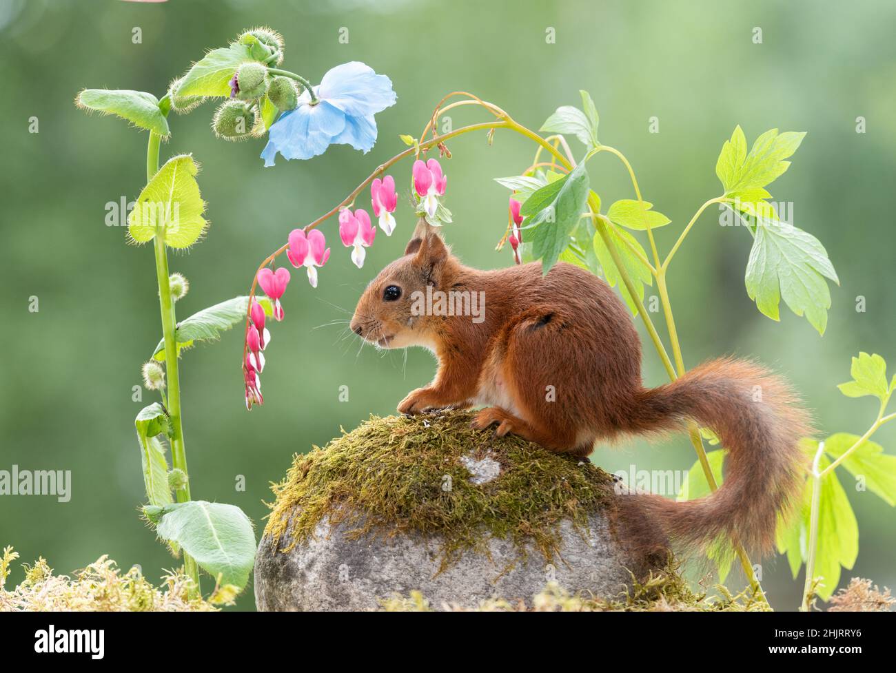 Squirrel with blue papaver flowers hi-res stock photography and images ...