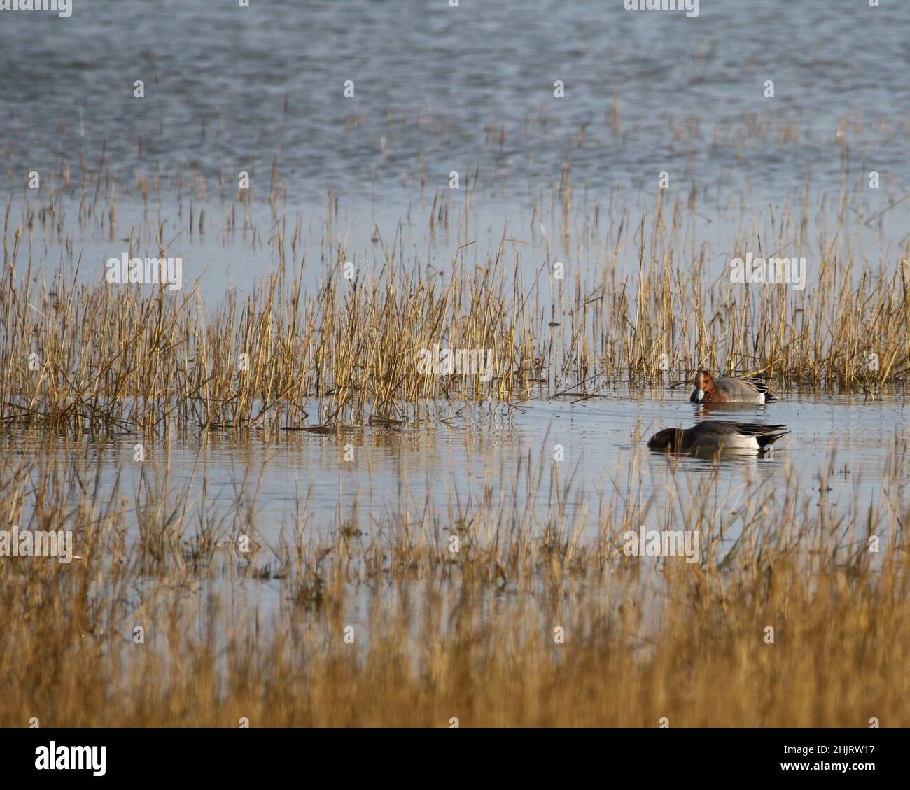 Wigeon feeding on the estuary Stock Photo