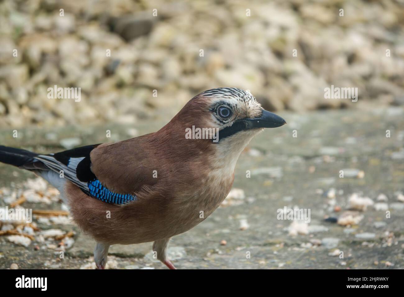 close up of a jay (Garrulus glandarius) eating bird seed and bread from amongst patio stones Stock Photo