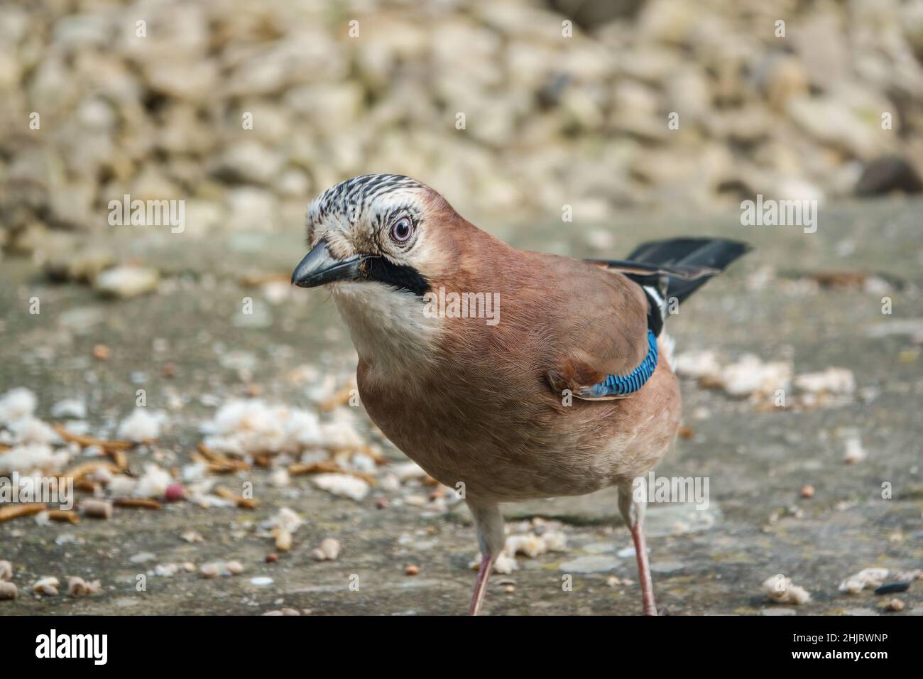close up of a jay (Garrulus glandarius) eating bird seed and bread from amongst patio stones Stock Photo