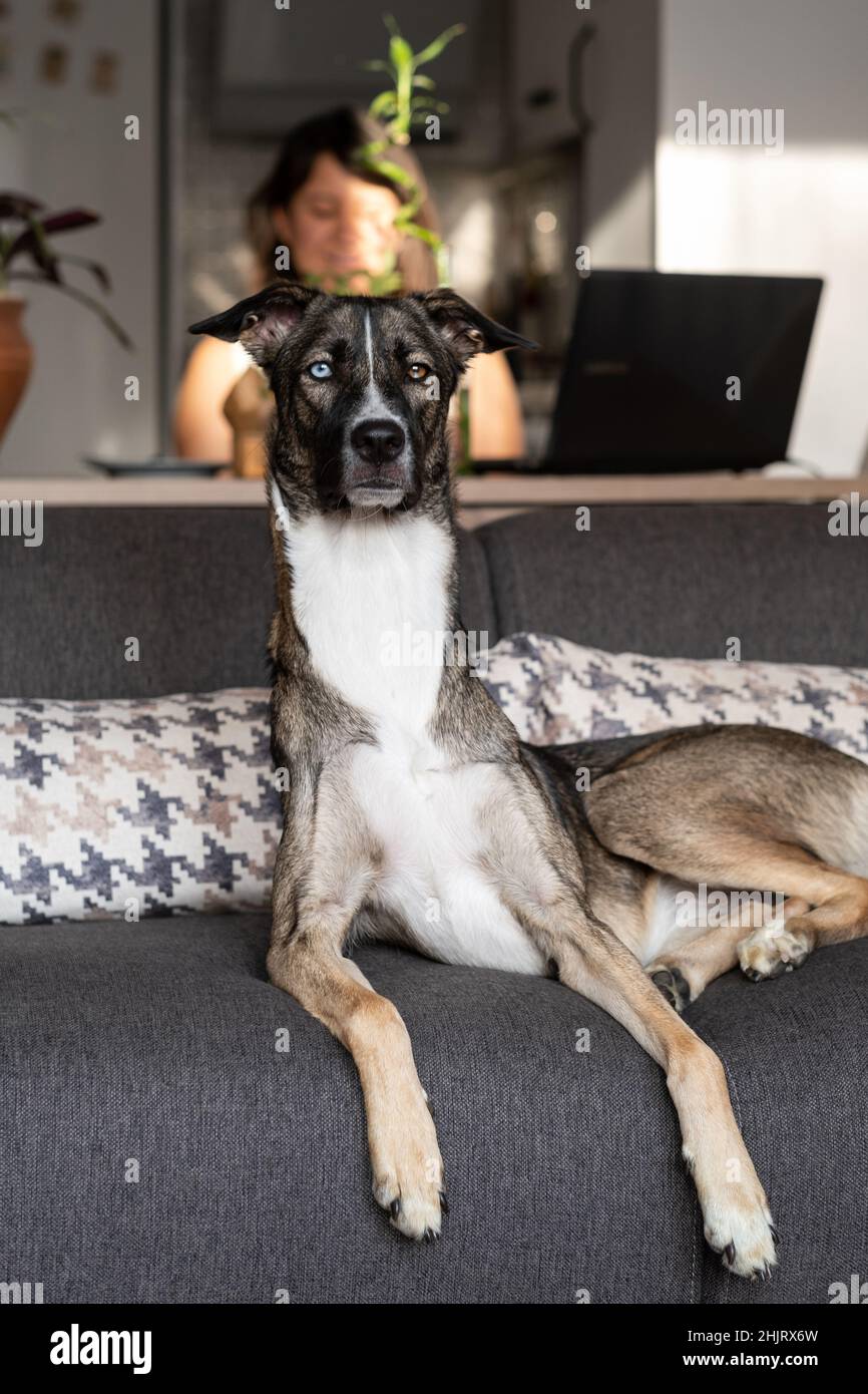 Goberian Dog