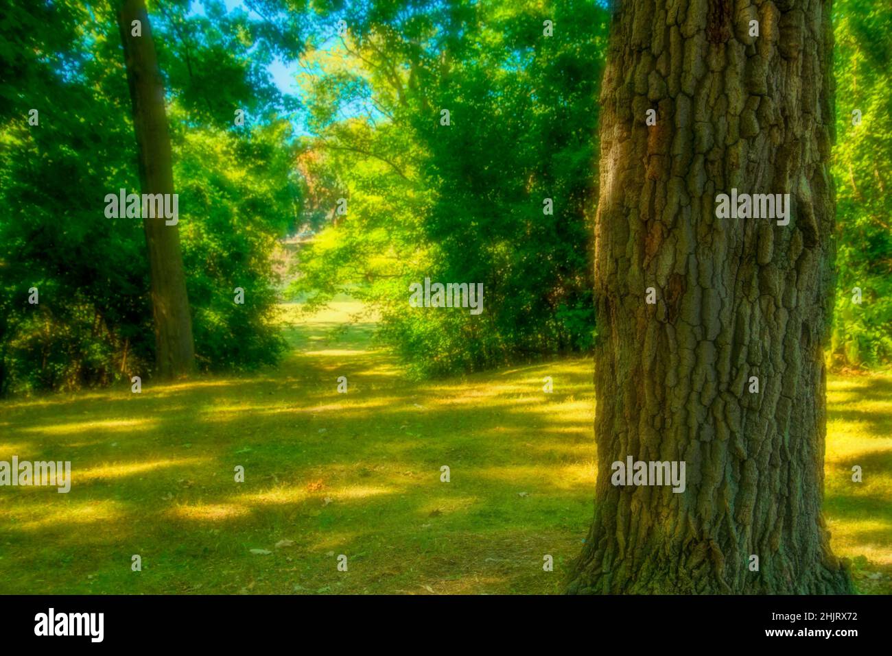 Romantic picnic in woods hi-res stock photography and images - Alamy