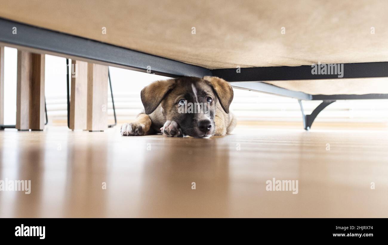 Puppy hiding under a sofa, goberian hiding under the sofa with guilty