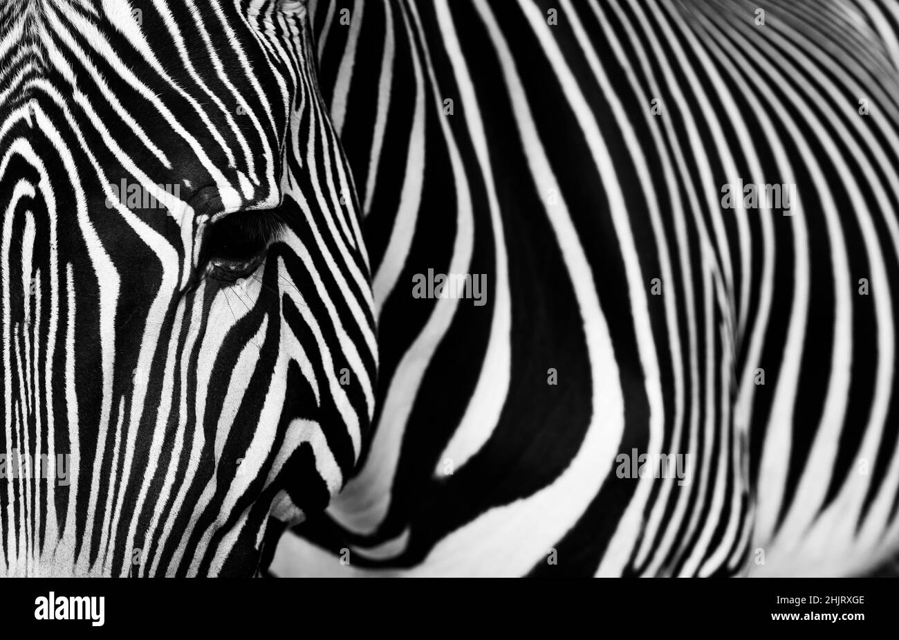 Zebra detail with its typical stripes. Close-up Portrait of Zebra. Photo in black and white. Stock Photo