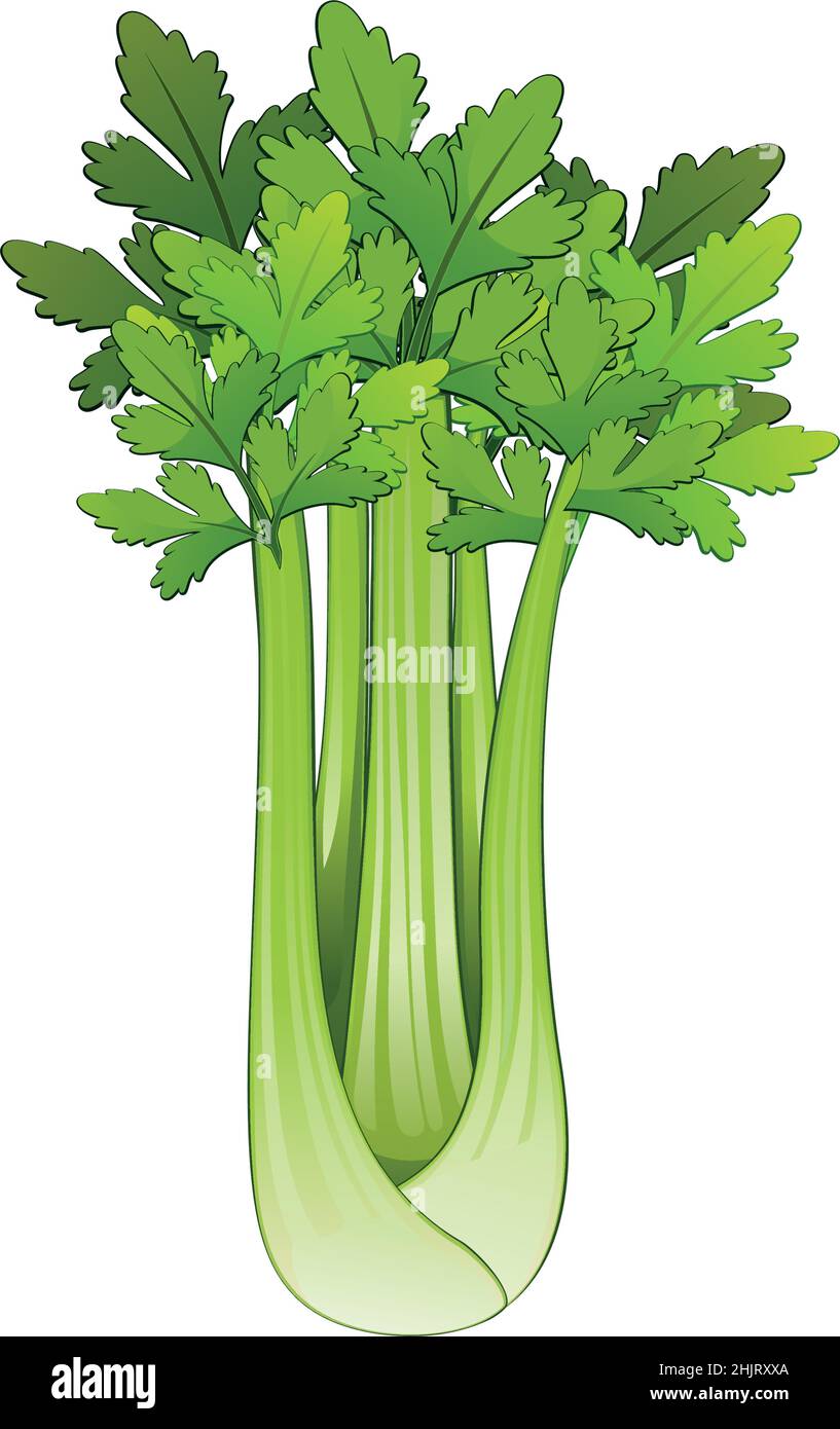 Realistic fresh ripe celery isolated on white background Vector