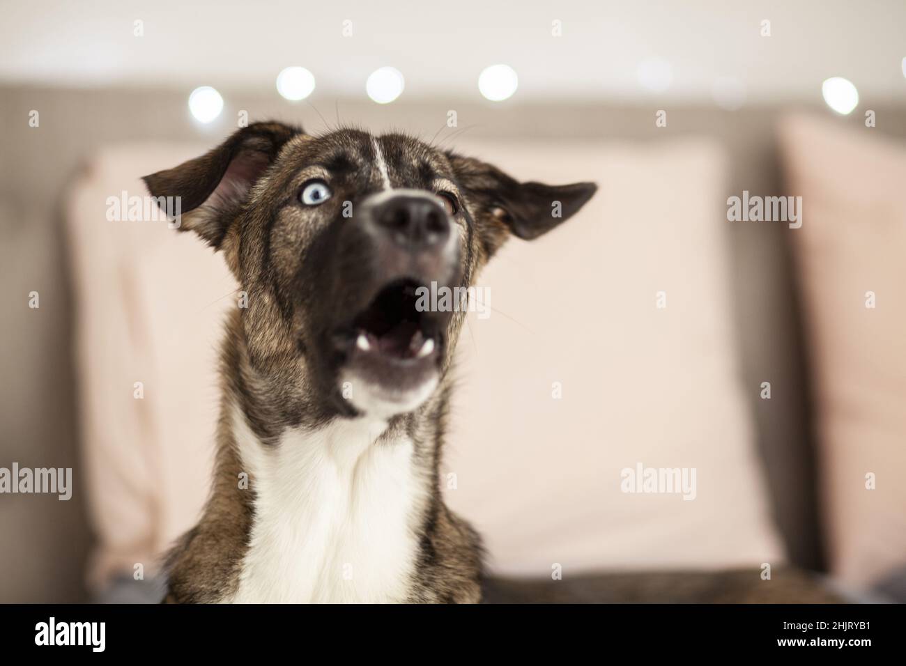 Howling dog at home, howling goberian, husky, close up, selective focus Stock Photo