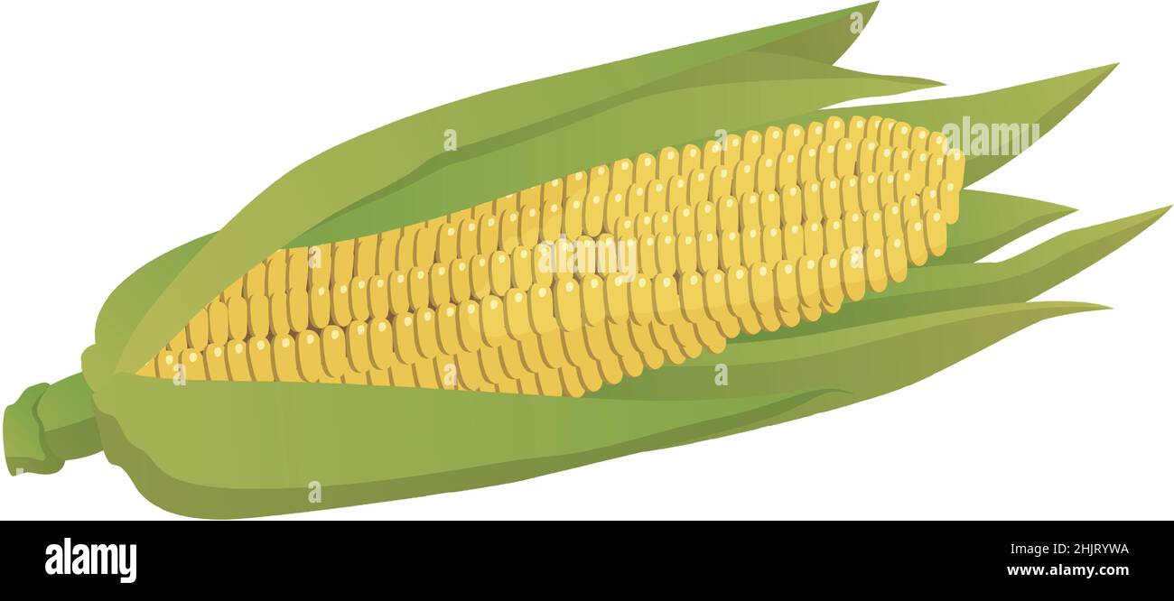 Realistic cobs of corn on a white background - Vector illustration Stock Vector