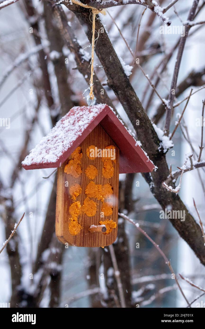 Wild bird feeder on branches with snow Stock Photo
