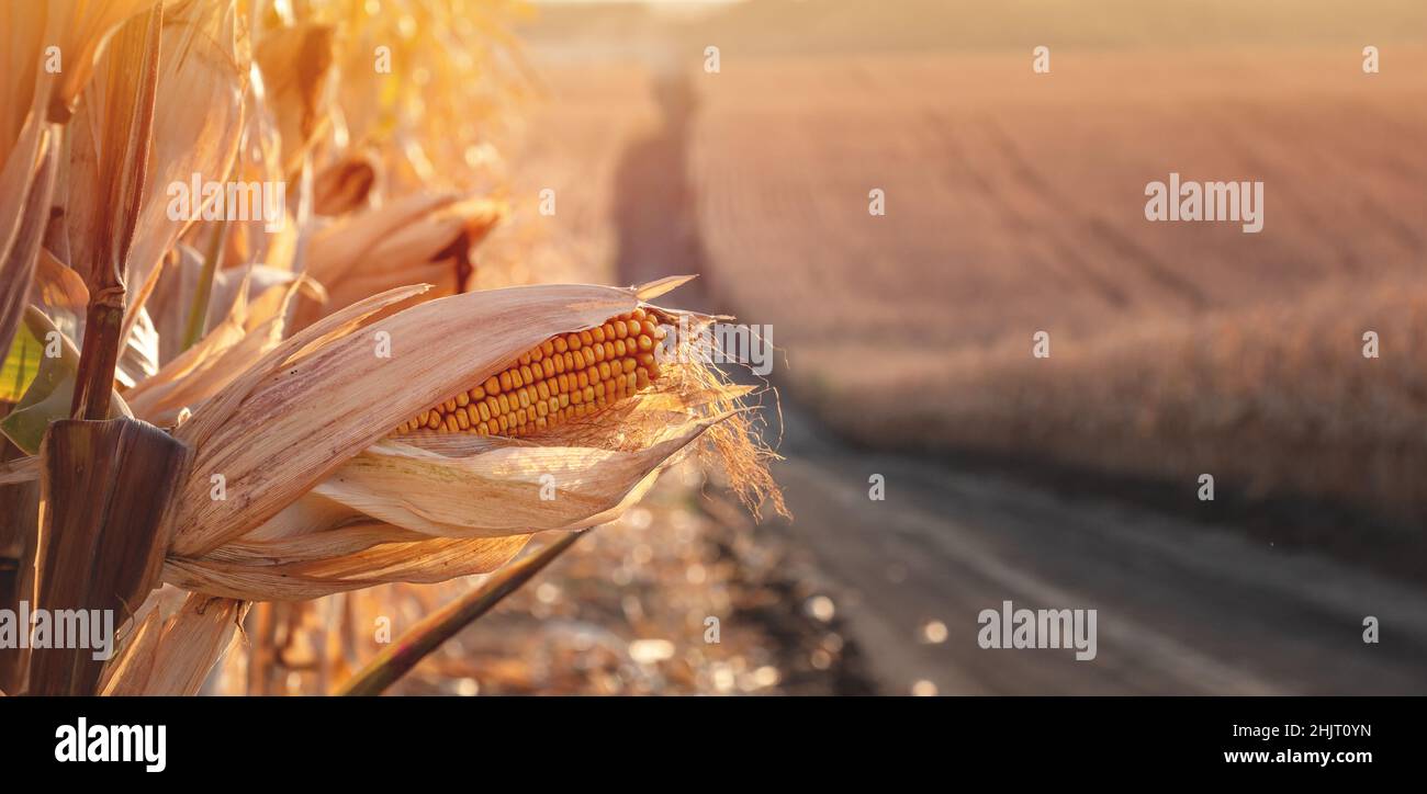 Cobs of ripe corn on the background of a field and a dirt road Stock Photo
