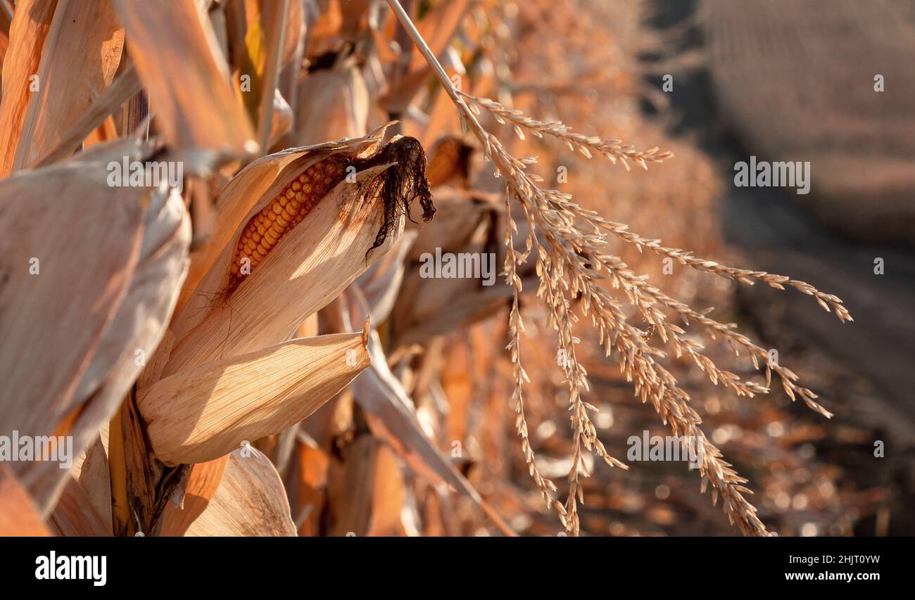 Cobs of ripe corn on the background of a field and a dirt road Stock Photo