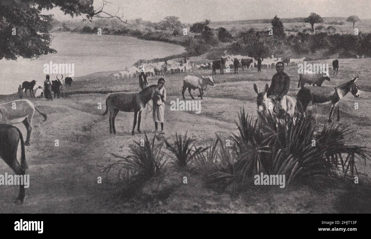 Watering-place for cattle on the bank of the river Juba near Bardera in Italian Somaliland. Somalia (1923) Stock Photo