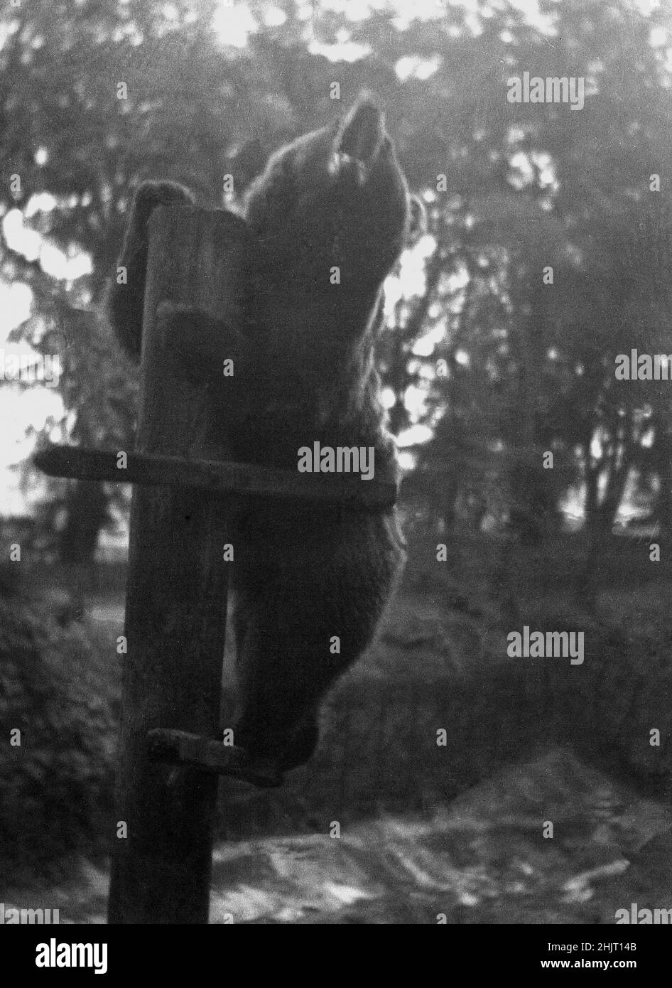 Bear Ravine 1940s, historical, a brown bear standing on a wooden post in his ...