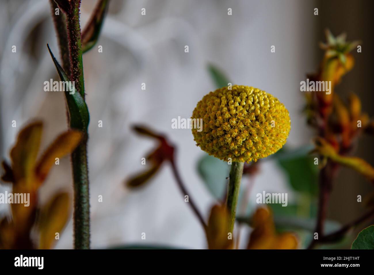 bouquet of flowers with craspedia and kangaroo paw Stock Photo