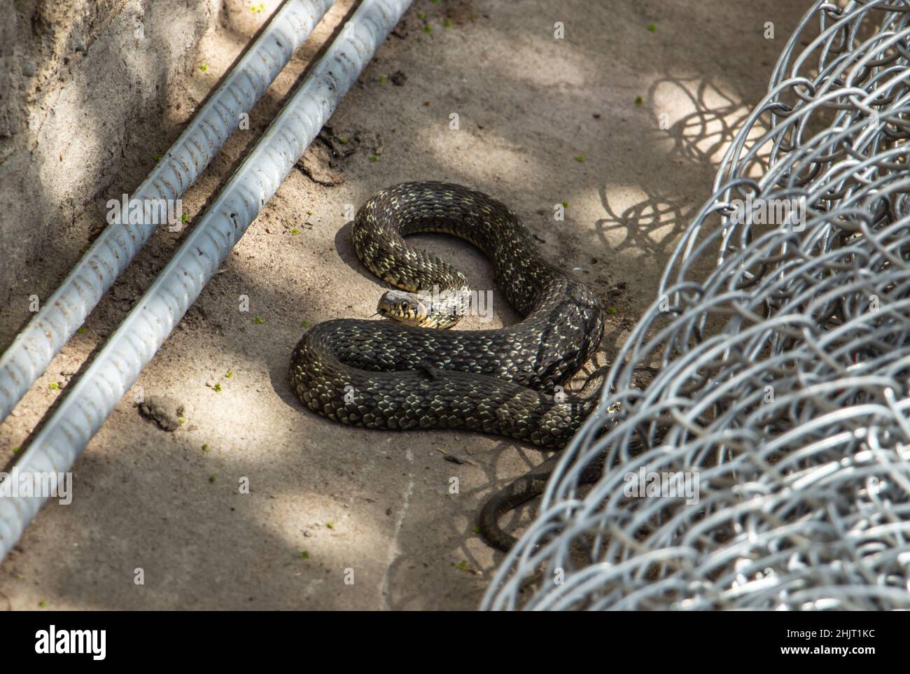 long brown nonvenomous snake in the yard Stock Photo Alamy