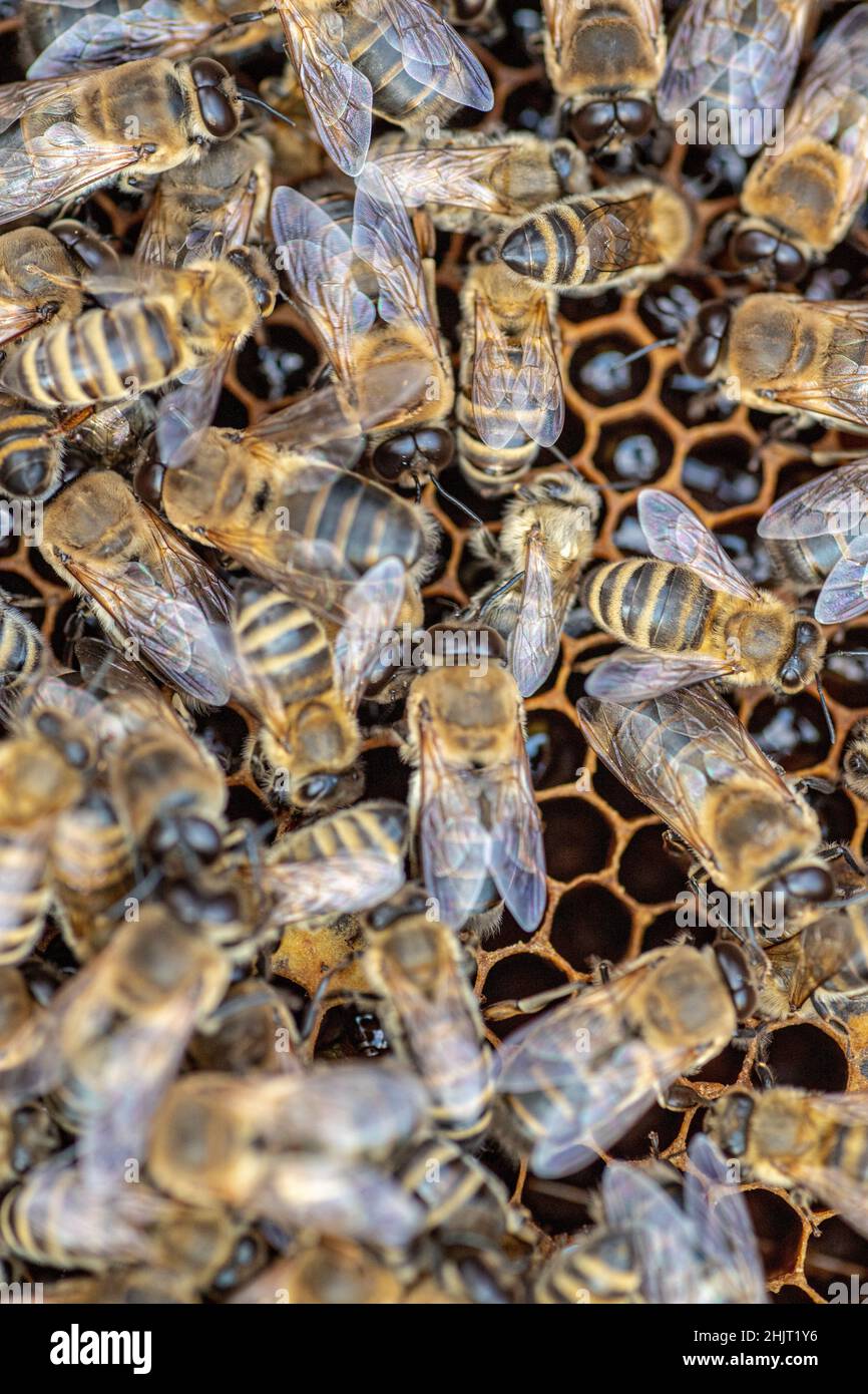 Drones on a wax frame surrounded by bee colonies. Beekeeping. Growing