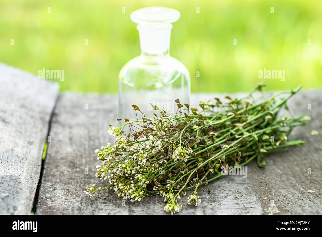 Bunch of shepherds purse, bottle with tincture or elixir for the preparation of non-traditional medicine of bursa pastoris medicinal herbs. Homeopathy Stock Photo