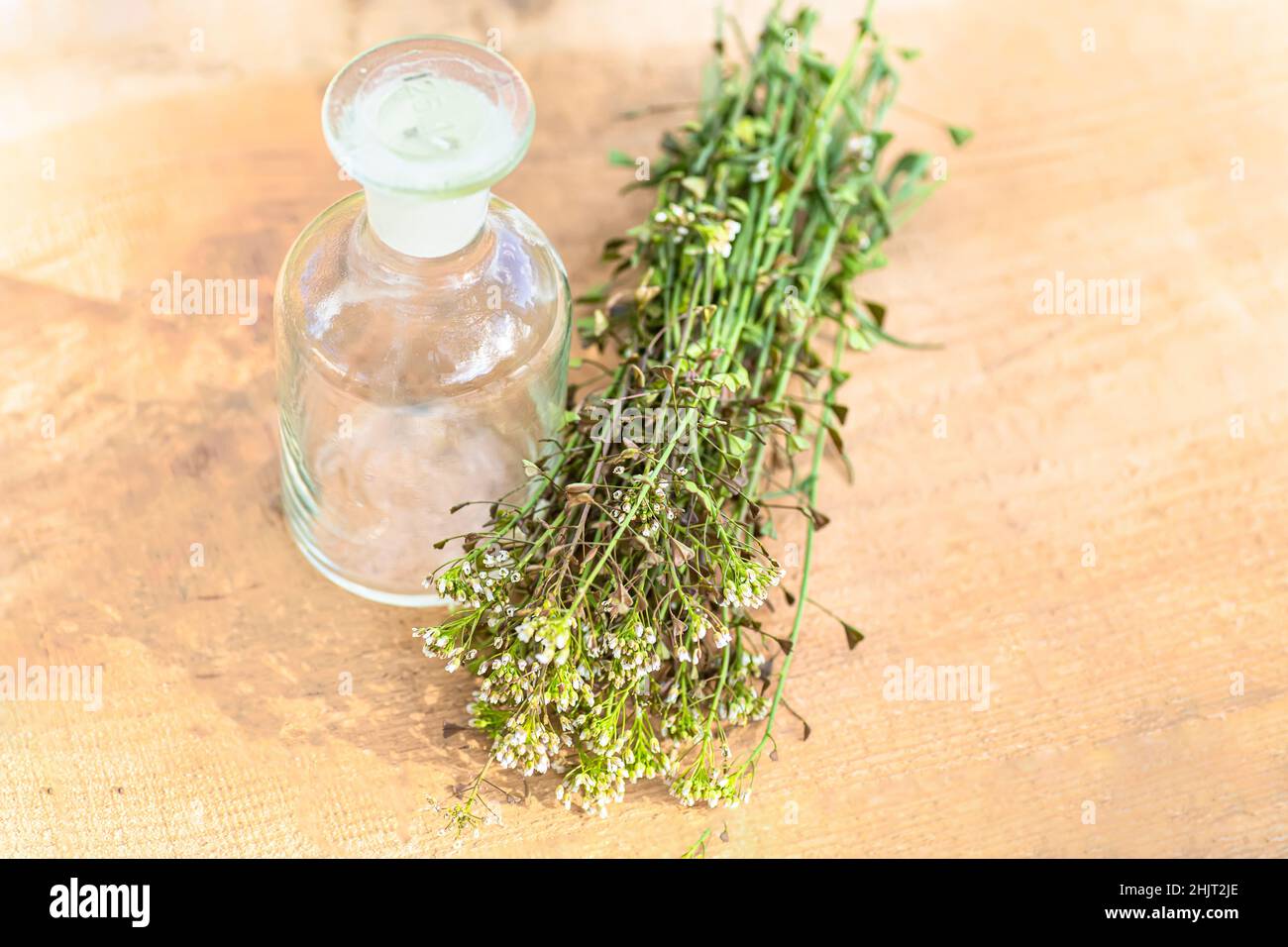 Bunch of shepherds purse, bottle with tincture or elixir for the preparation of non-traditional medicine of bursa pastoris medicinal herbs. Homeopathy Stock Photo