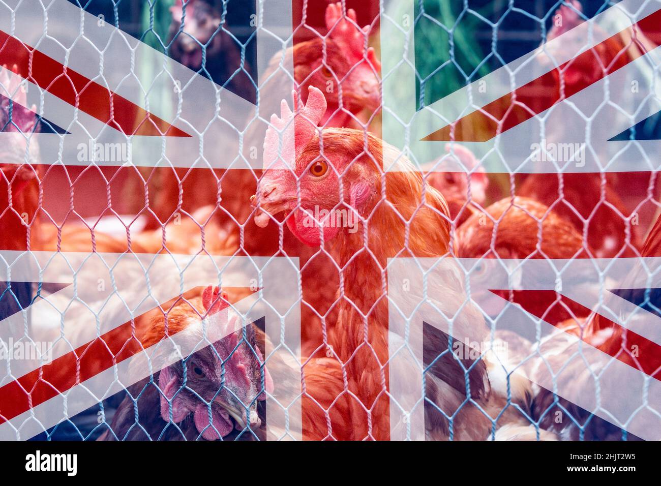 Poultry, chickens, hens outdoors behind chicken wire fence with UK flag overlayed. Brexit, free range, uk, intensive farming, poultry workers, concept Stock Photo