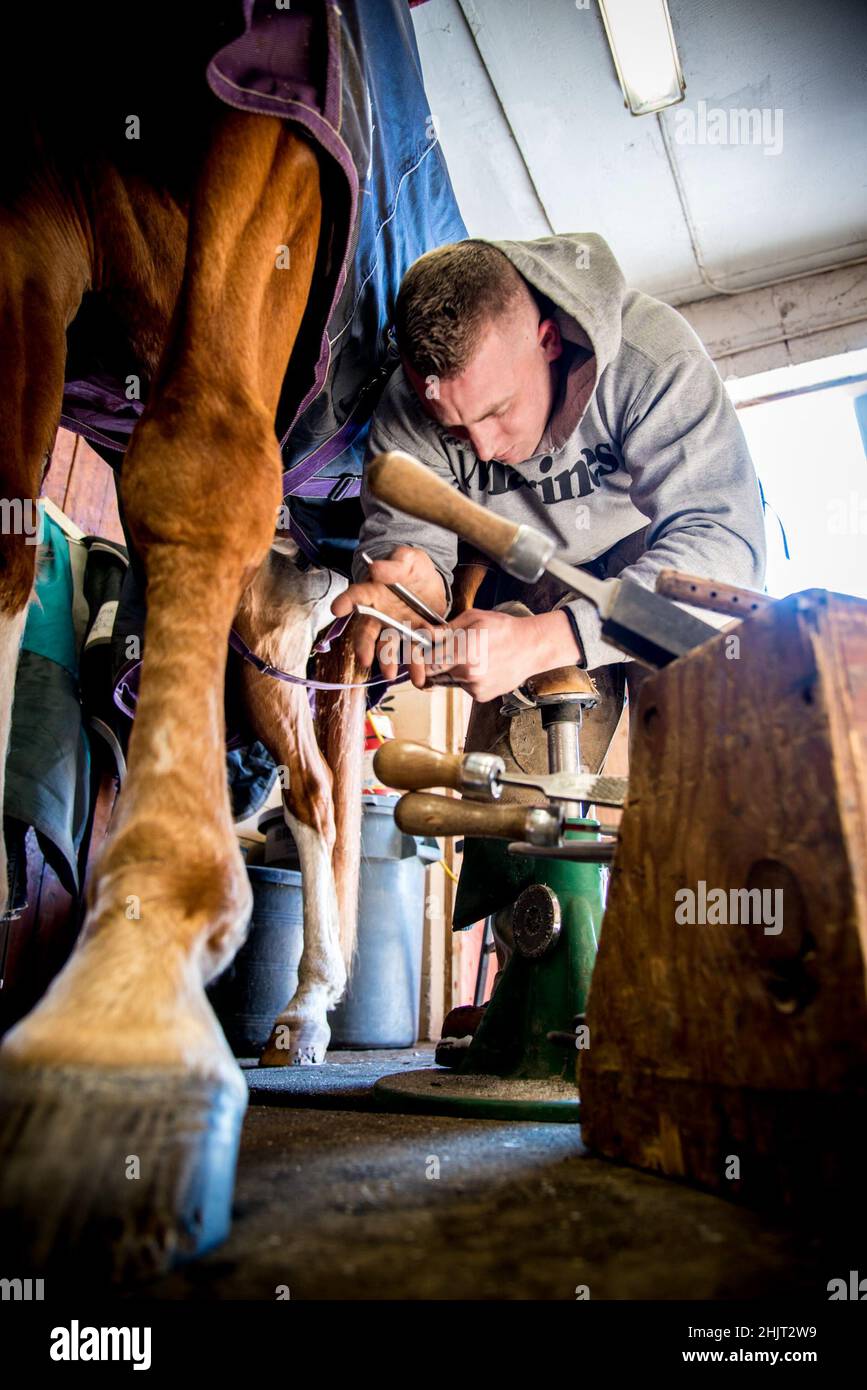 Farrier shoeing a horse Stock Photo Alamy