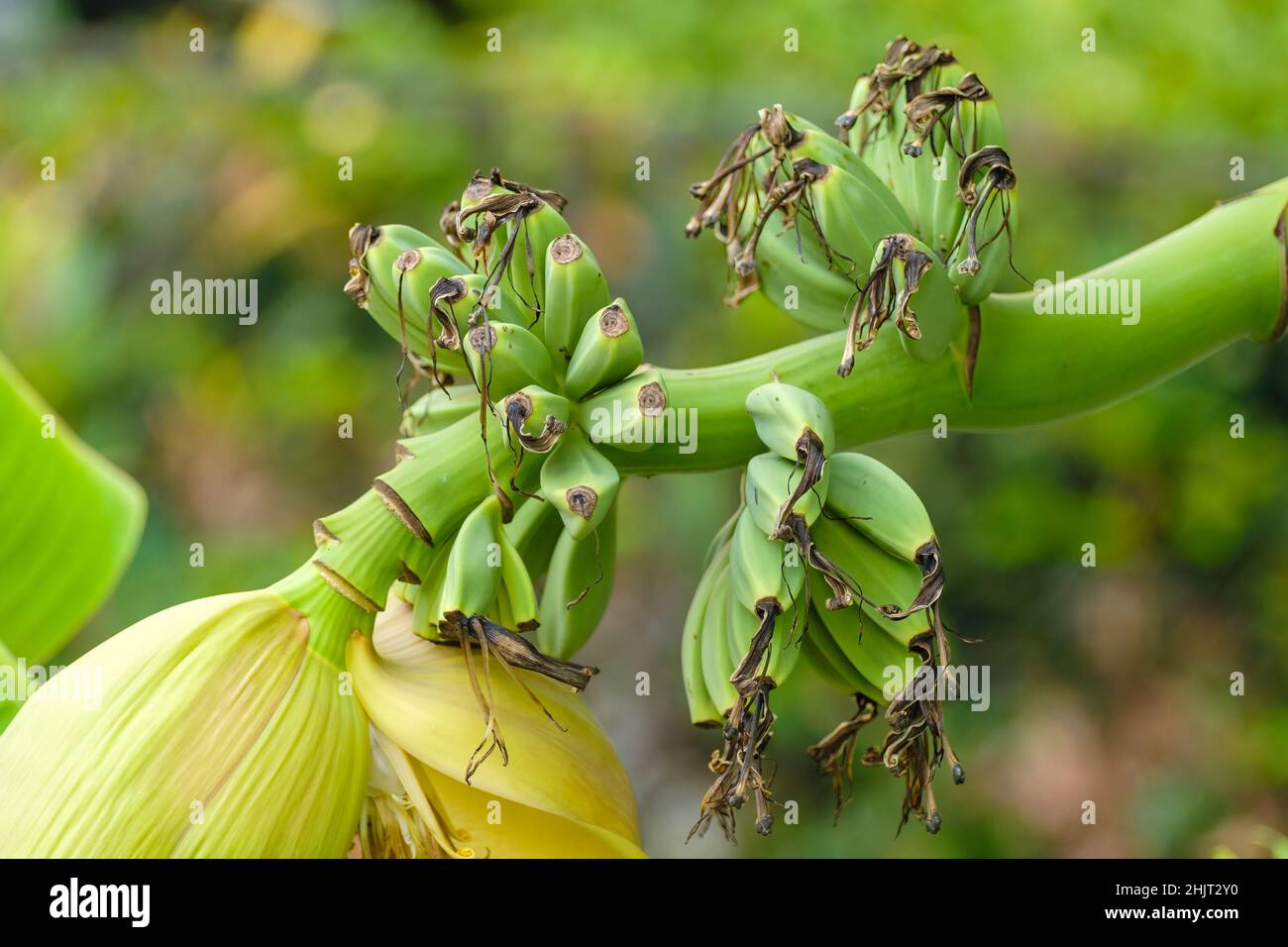 Bunches of green small bananas grow on blooming tree branch on blurred background on plantation in tropical village extreme closeup Stock Photo