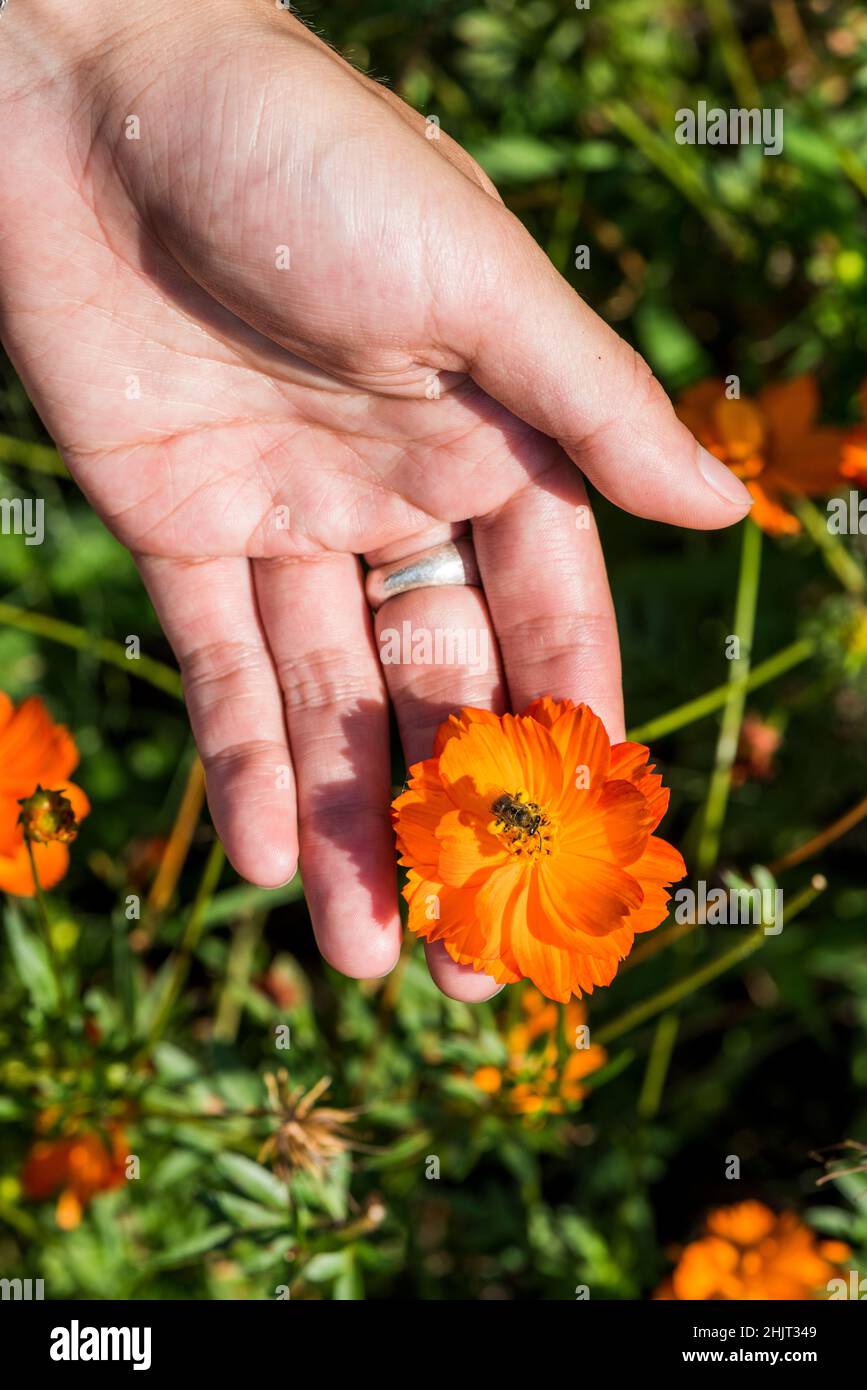 Hand holding Bee on Sulphur Cosmo Stock Photo