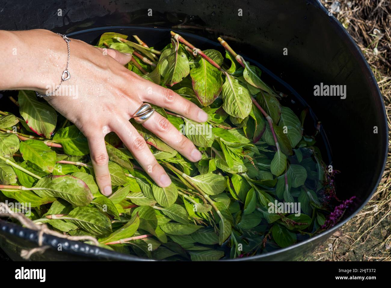 Urban farmer harvesting Japanese Indigo Stock Photo