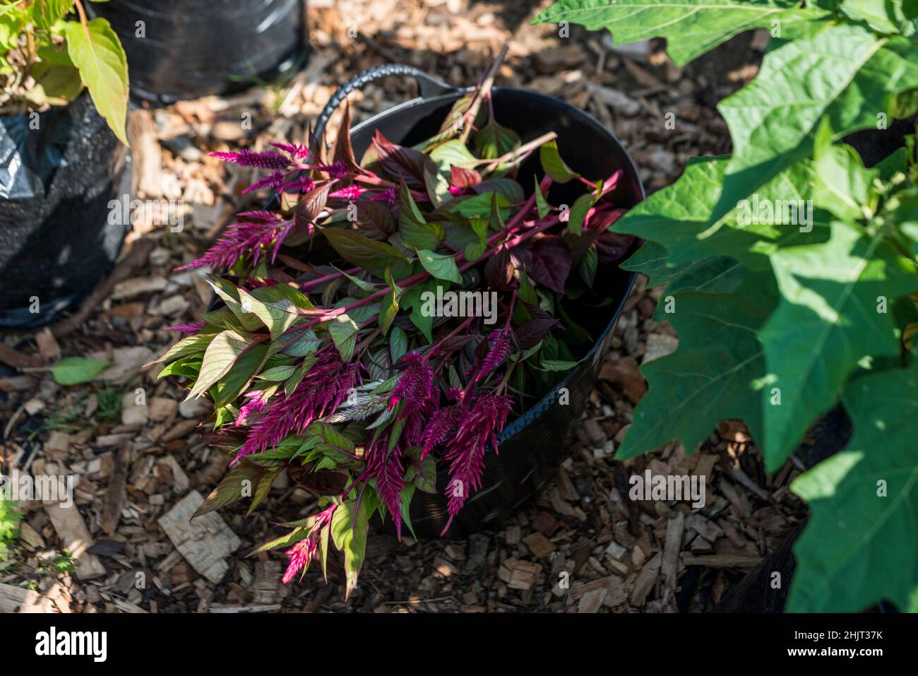 Harvest of Lagos Spinach, also called Nigerian Spinach, a member of the Amaranth family Stock Photo