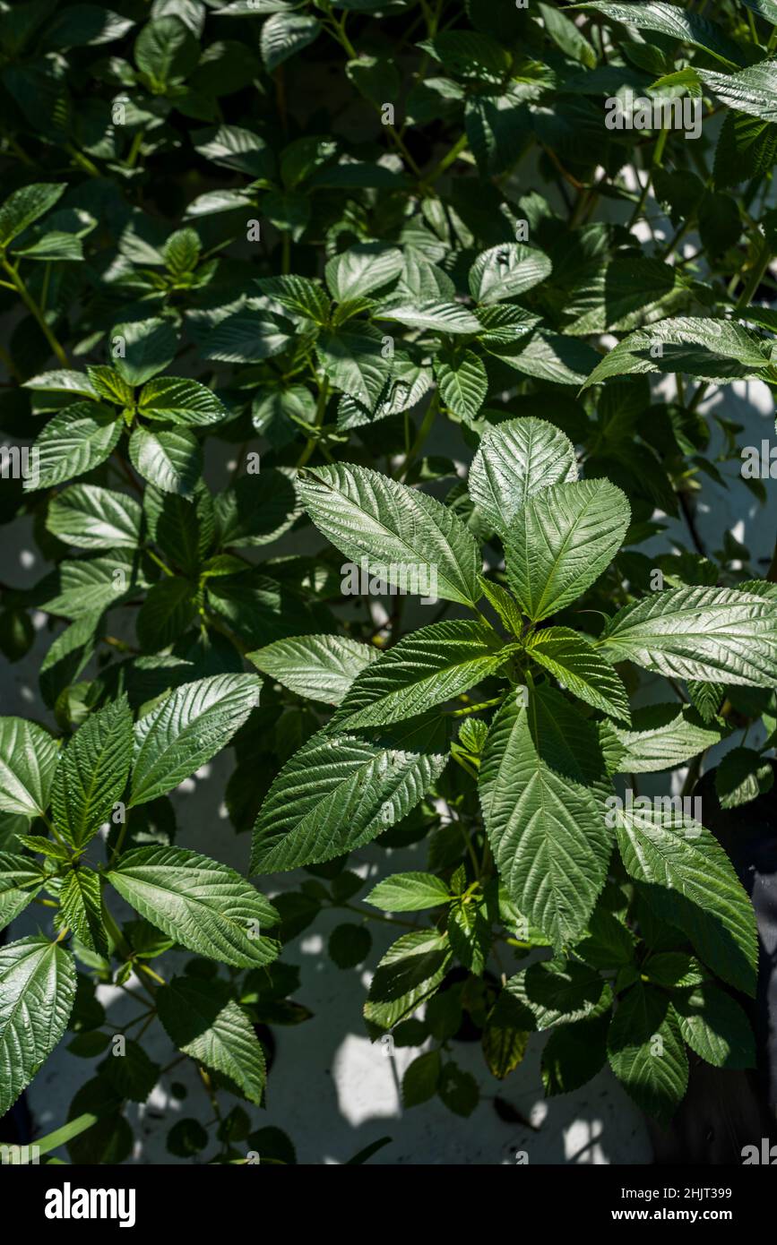 Jute Plant, or Ewédú (Yoruba), also known as Molokhia in Arabic Stock Photo