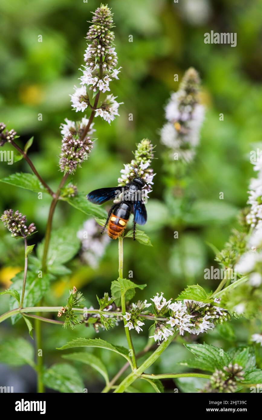 Blue winged wasp (Scolia dubia) feeding on mint flowers Stock Photo